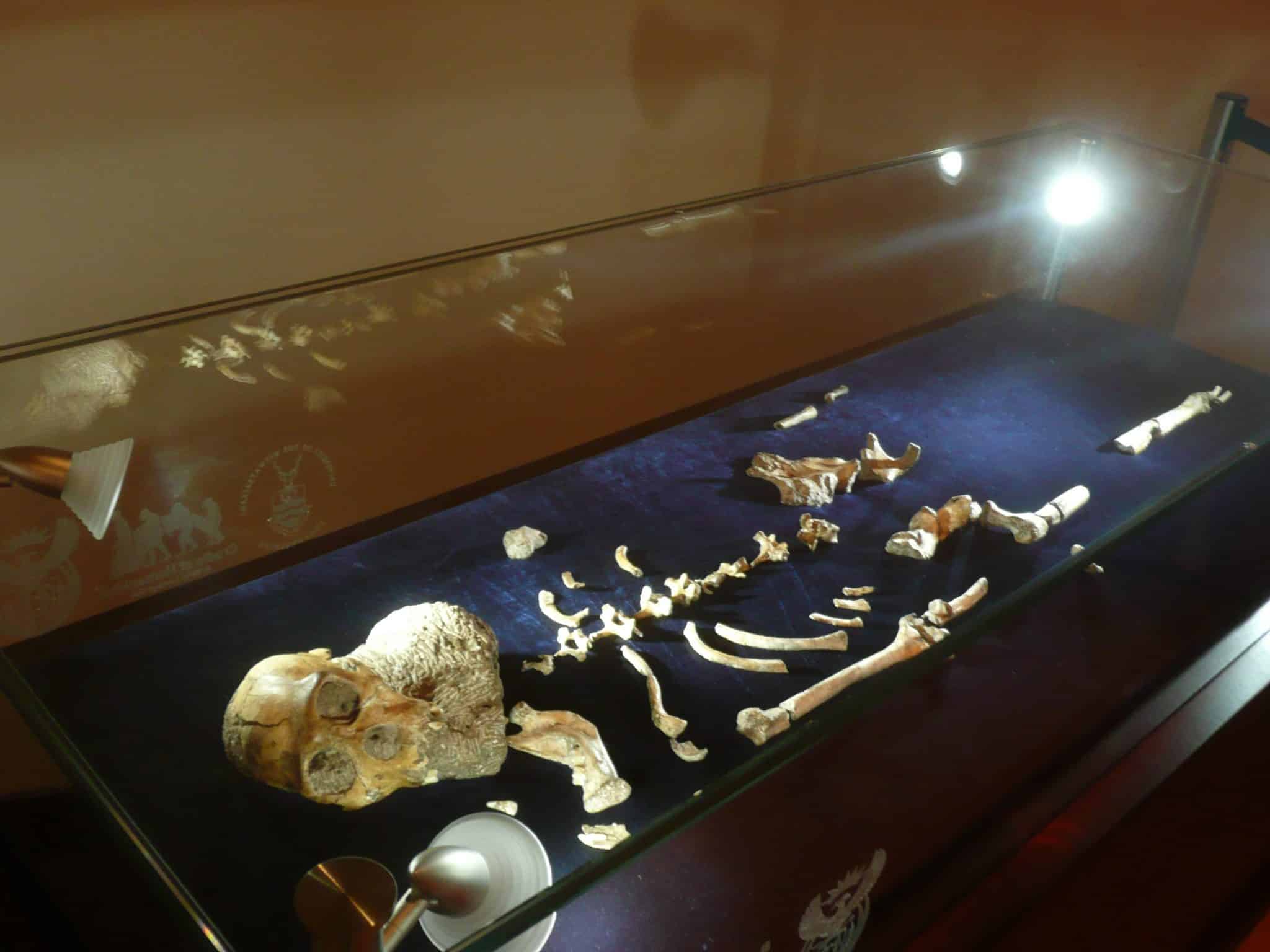 Australopithecus sediba: Nuevo hominido